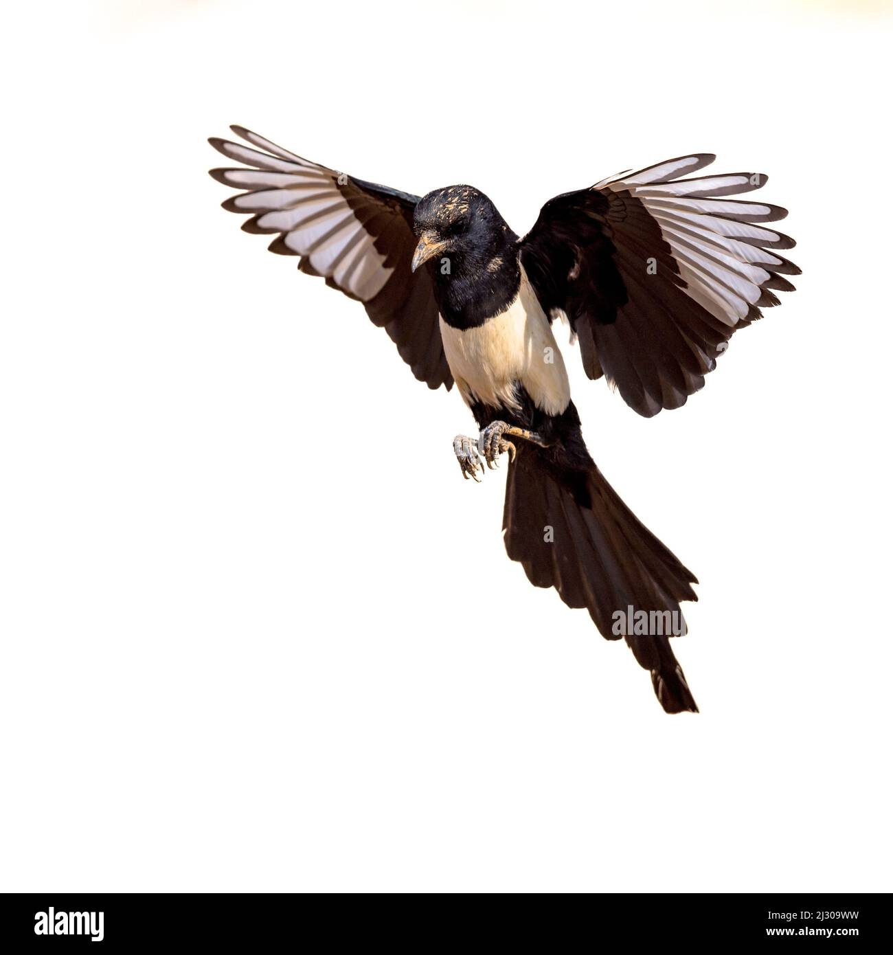 Eurasische Elster (Pica pica) Fliegen auf hellem Hintergrund und betrachten die Kamera in Extremadura, Spanien. April. Wildlife Szene der Natur in Europa. Stockfoto