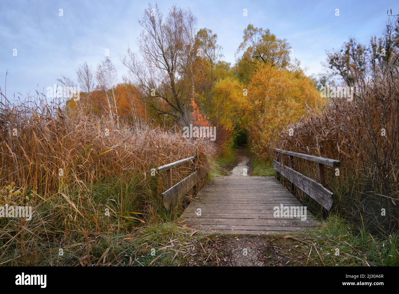 Oktobermorgen im Schilfgürtel des Dietlhofer Sees, Weilheim, Bayern, Deutschland Stockfoto
