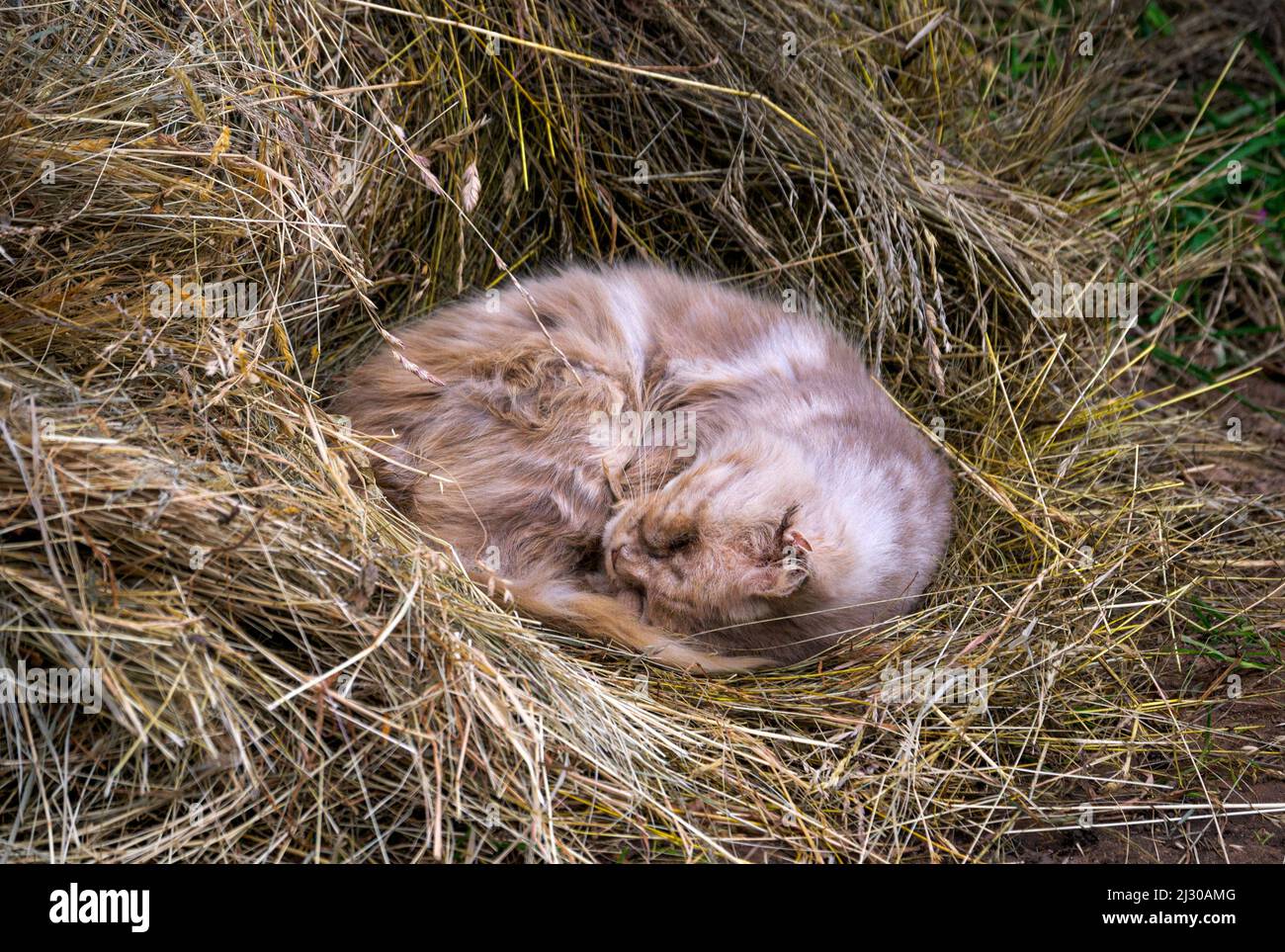 Rauchige, flauschige Katze schläft zusammengeruckt in einem Heuhaufen. Stockfoto