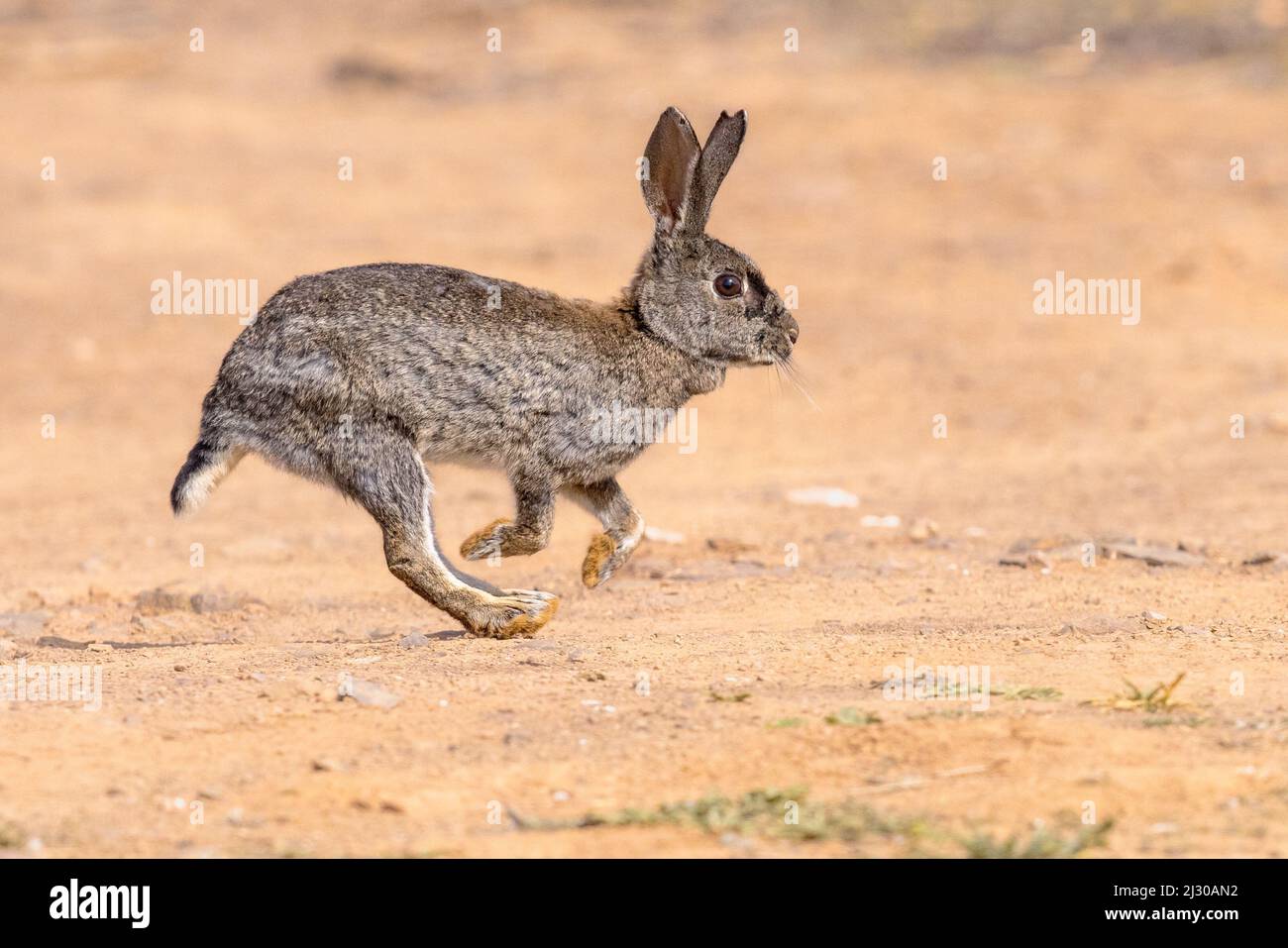 Wildes europäisches Kaninchen (Oryctolagus cuniculus) oder Coney ist eine auf der Iberischen Halbinsel heimische Kaninchenart. Sie wurde an anderer Stelle weit verbreitet. Stockfoto