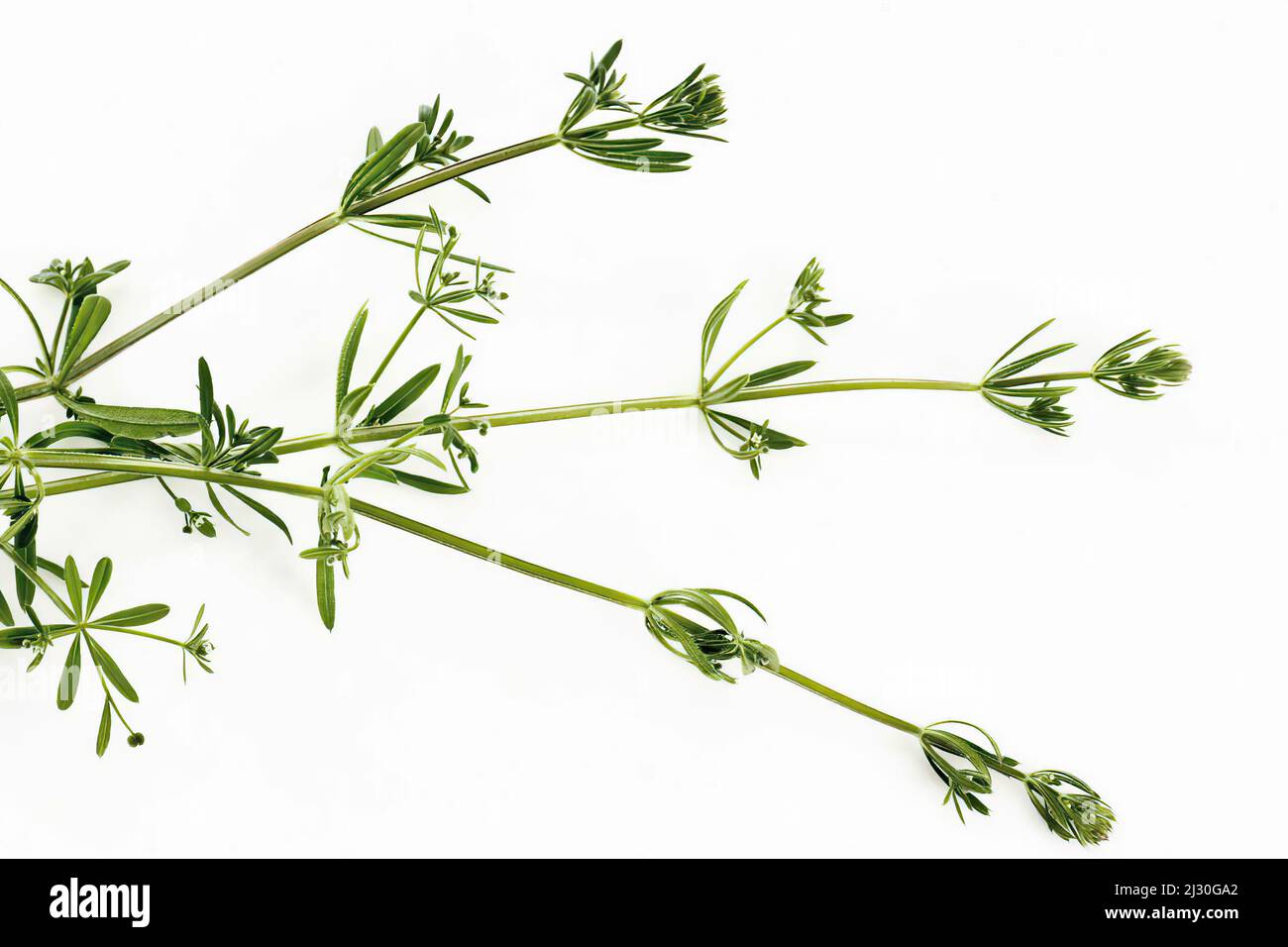 Galium aparine cleavers herb Stockfotos und bilder Kaufen Alamy