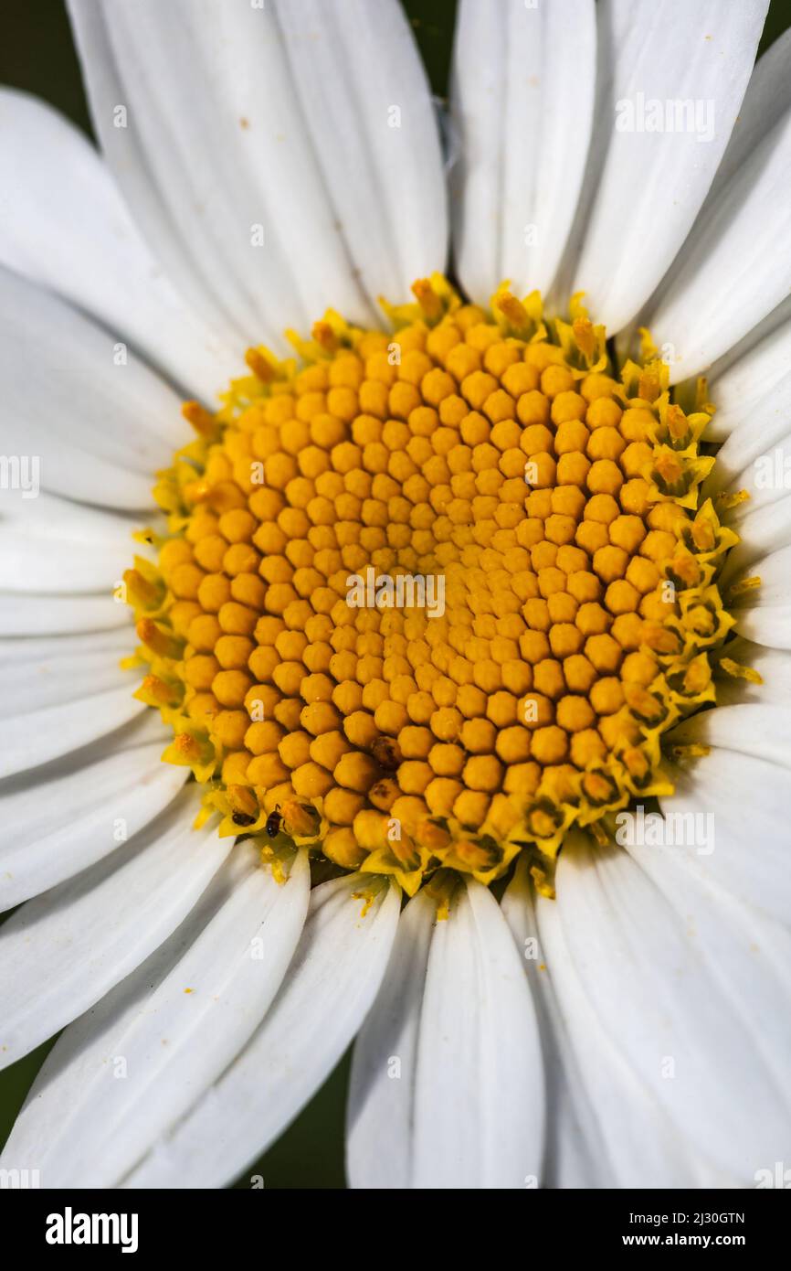 Vue macroscopique d'une marguerit Stockfoto