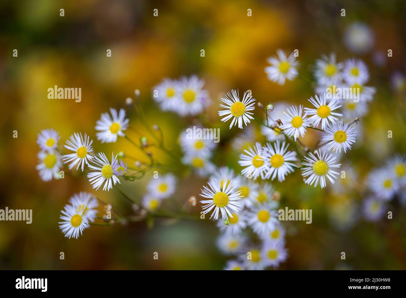 Wiesenblumen im Abendlicht im Herbst, Bayern, Deutschland, Europa Stockfoto