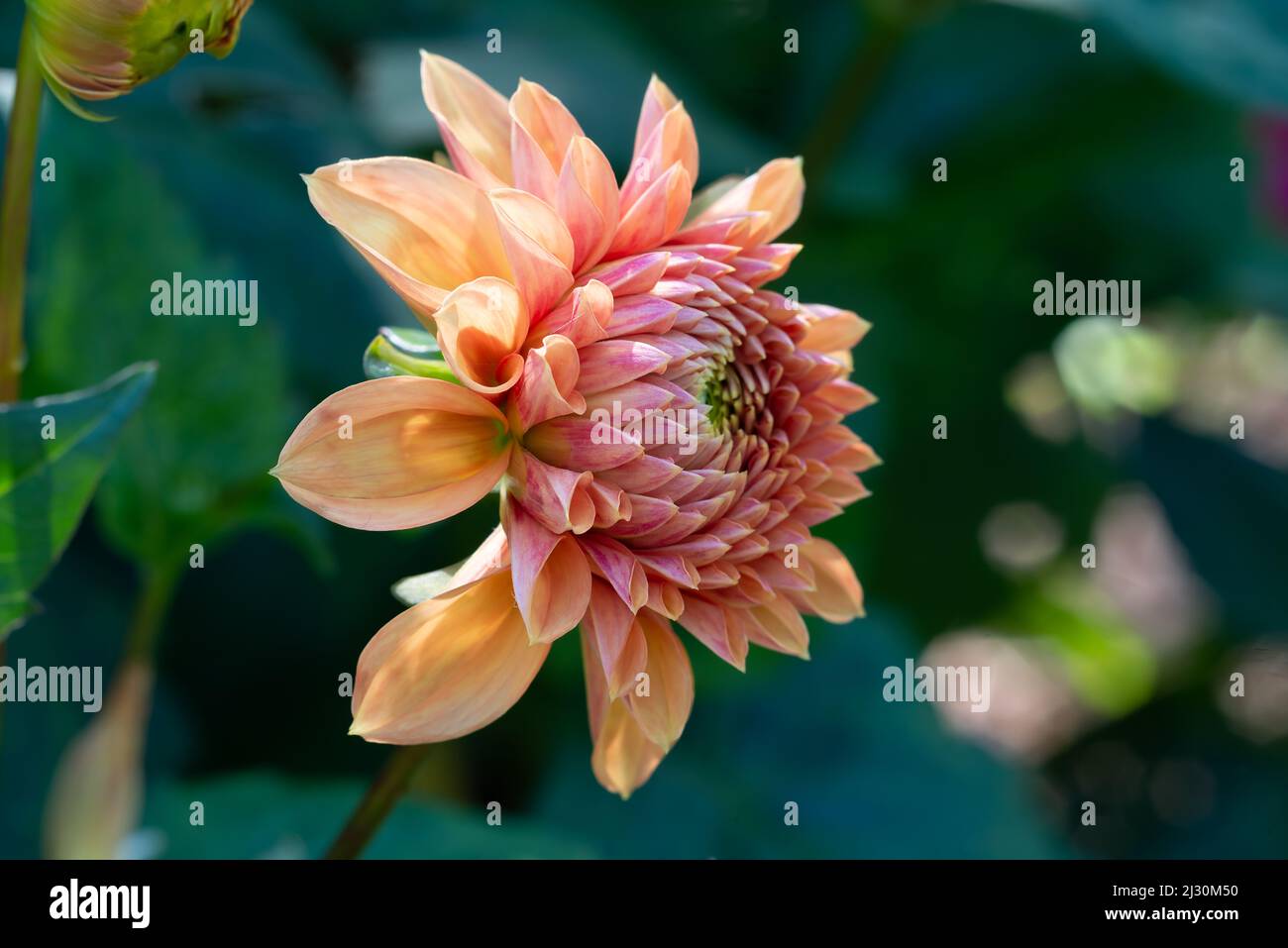 Rosa und orange Dahlia Clouse-up Stockfoto