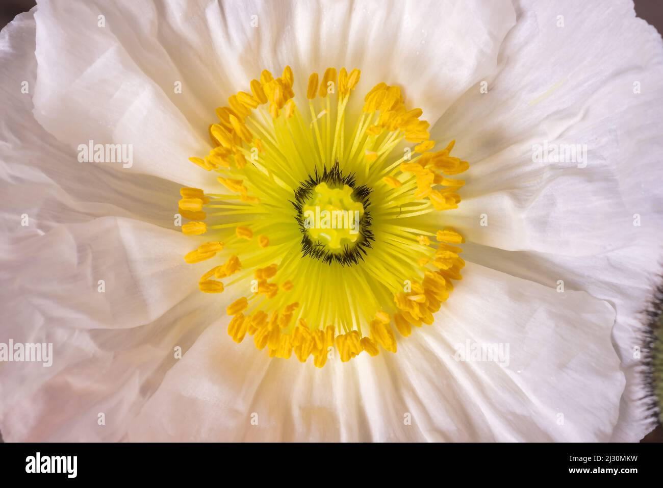 Nahaufnahme einer papierigen weißen Mohnblume Stockfoto