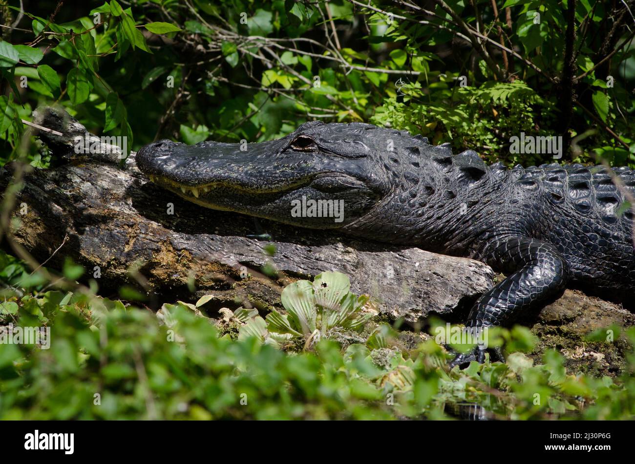 Eine Nahaufnahme eines amerikanischen Alligators, der auf einem Baumstamm im Silver Springs State Park, Florida, USA, sonne Stockfoto
