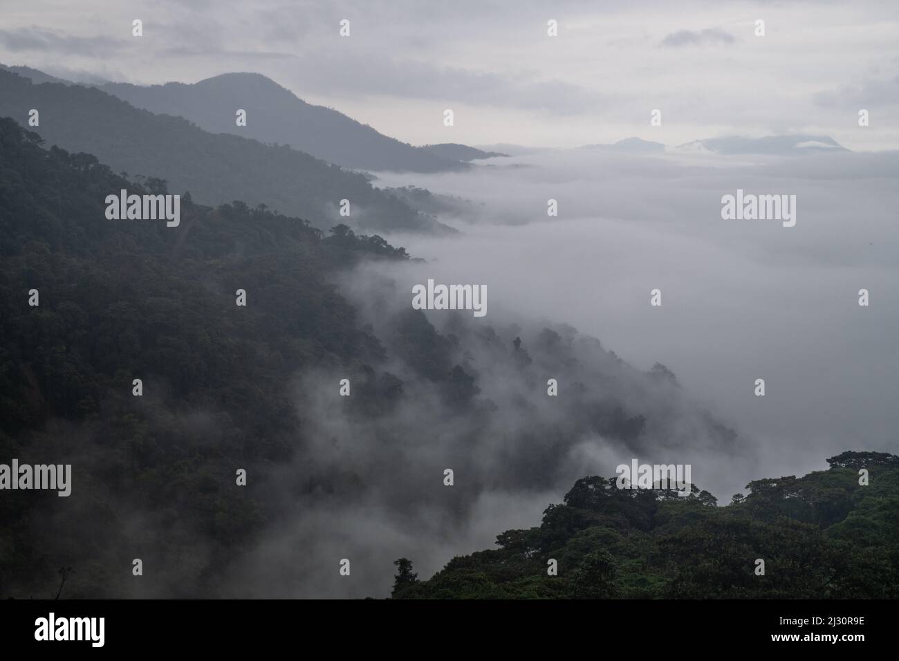 Der ecuadorianische Nebelwald in den Anden, diese unberührte Wildnis ist ein wichtiges Ökosystem, das Lebensraum für viele Arten bietet. Stockfoto