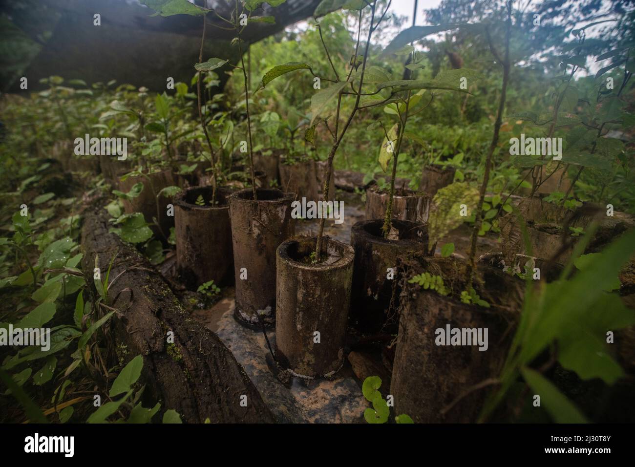 Kleine Baumkeimlinge, die in freier Wildbahn gepflanzt werden, um die Abholzung zu bekämpfen und den Lebensraum in der Provinz El Oro in Ecuador wiederherzustellen. Stockfoto