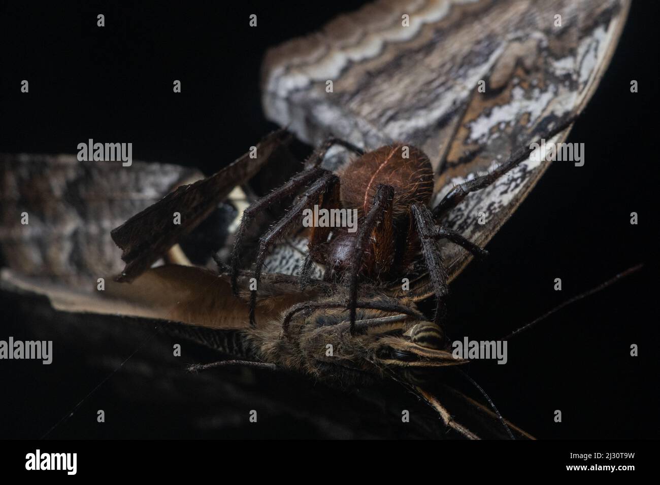 Im Regenwald der Provinz El Oro, Ecuador, Südamerika, fängt ein Eulenschmetterling im Spinnennetz ein, als eine Orbweaver-Spinne beginnt, sie zu wickeln. Stockfoto