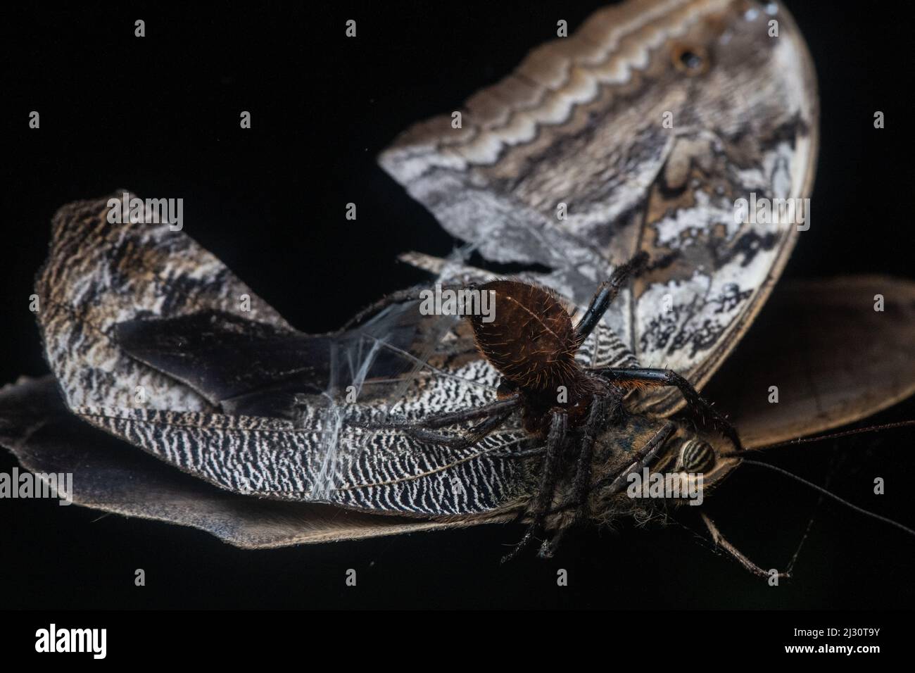 Im Regenwald der Provinz El Oro, Ecuador, Südamerika, fängt ein Eulenschmetterling im Spinnennetz ein, als eine Orbweaver-Spinne beginnt, sie zu wickeln. Stockfoto