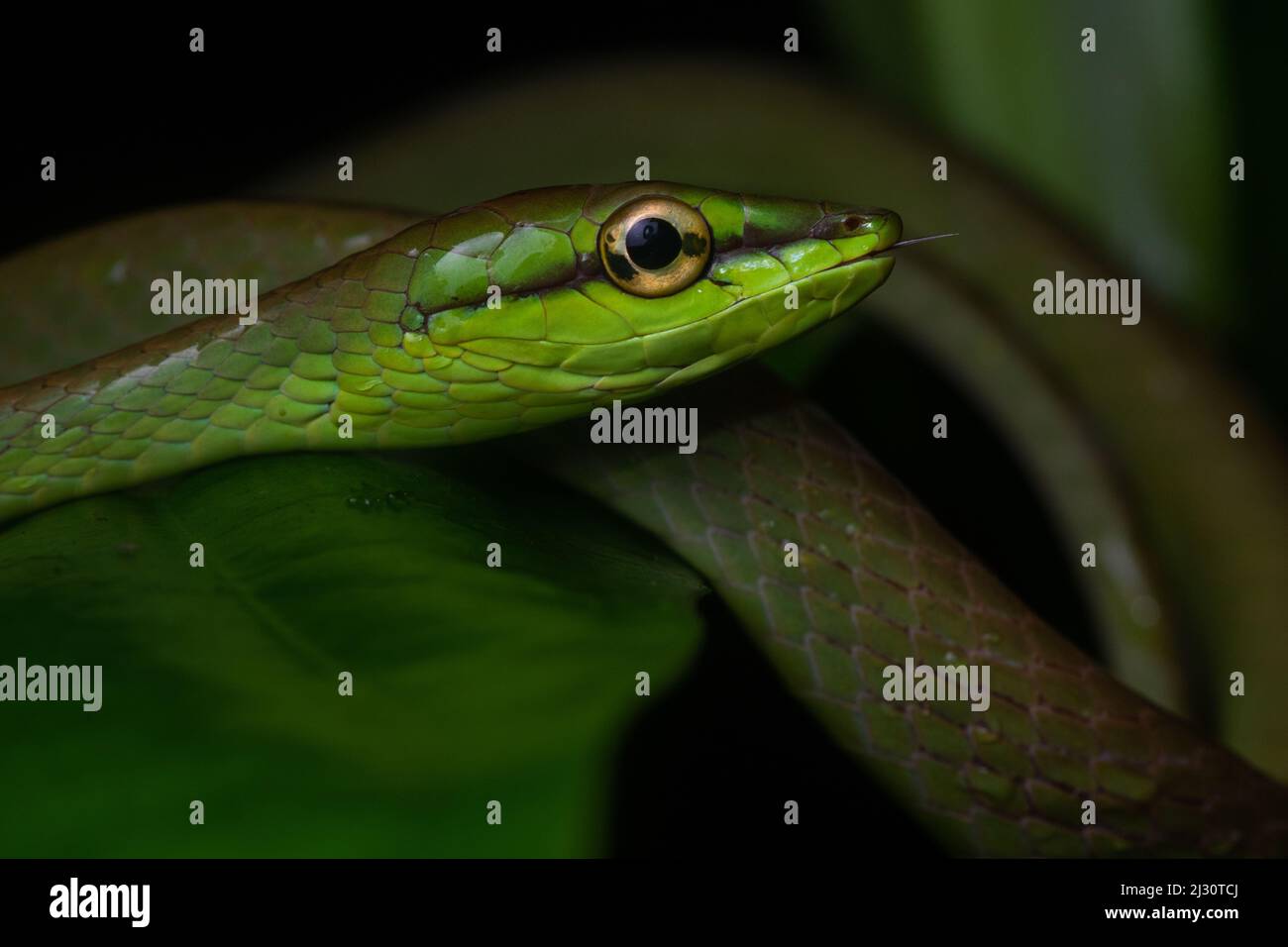 Oxybelis brevirostris, die Weinschlange von Cope, aus dem ecuadorianischen Regenwald in der Provinz El Oro, Ecuador, Südamerika. Stockfoto