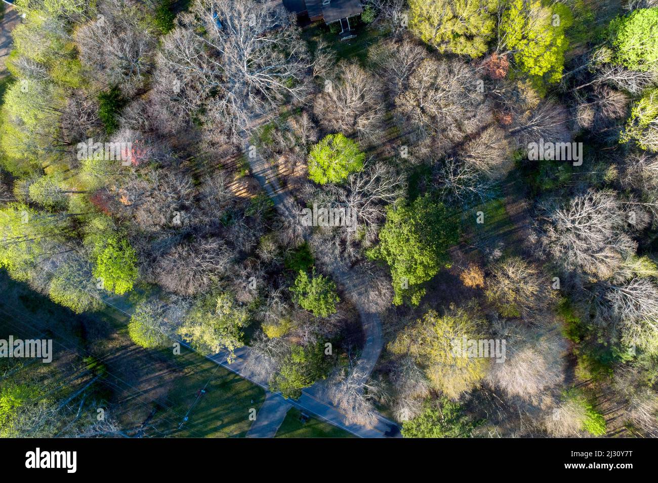 Baumkronen im ländlichen Georgien Stockfoto