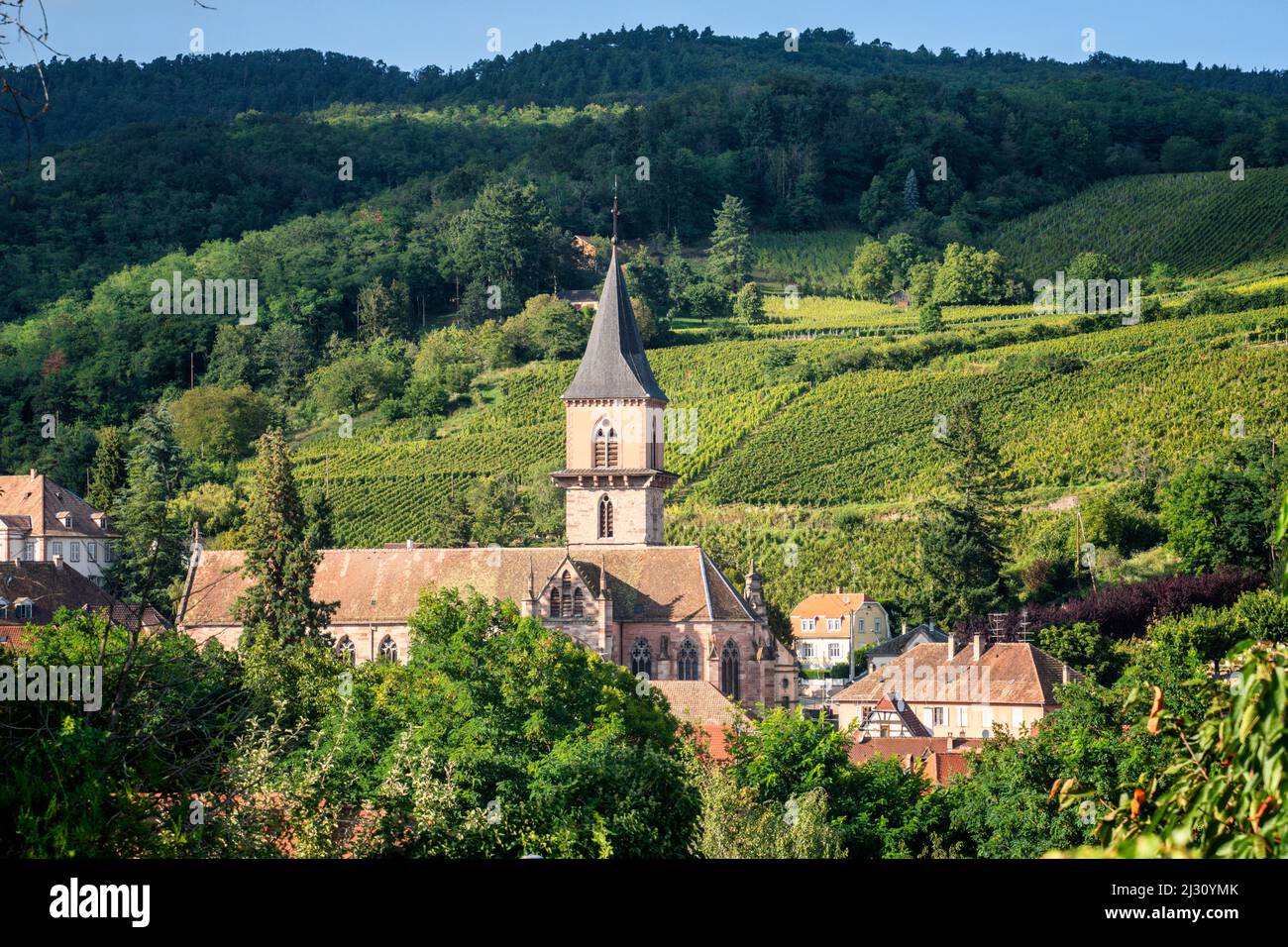 Blick auf die Weinberge und die Kirche Saint Grégoire in Ribeauville, Elsass, Frankreich, Europa Ribeauville, Departement Haut-Rhin, Grand Est Region, Elsaessische Weinstrasse, Elsass, Frankreich Stockfoto
