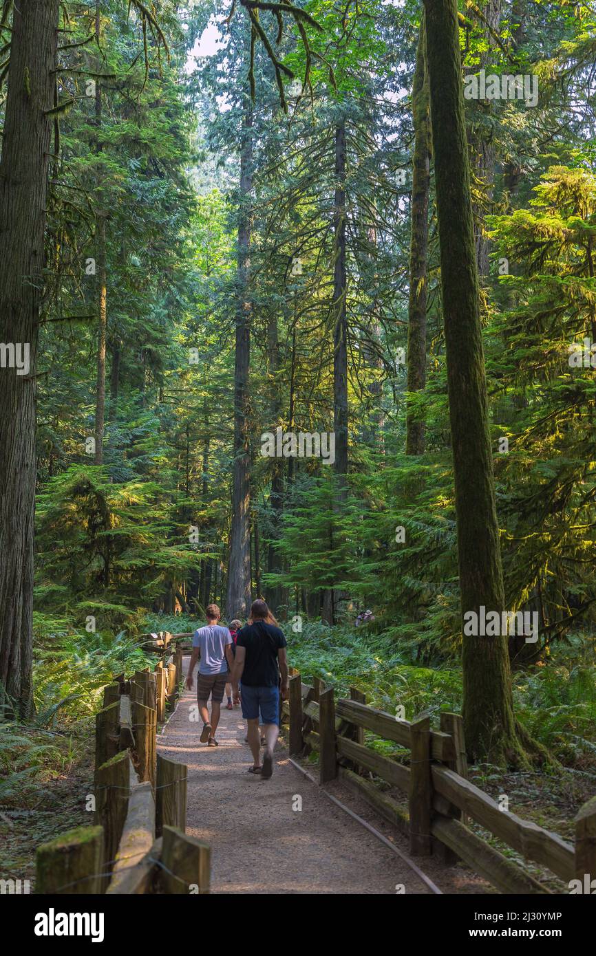 Vancouver Island; MacMillan Provincial Park, Cathredal Grove Trail Stockfoto