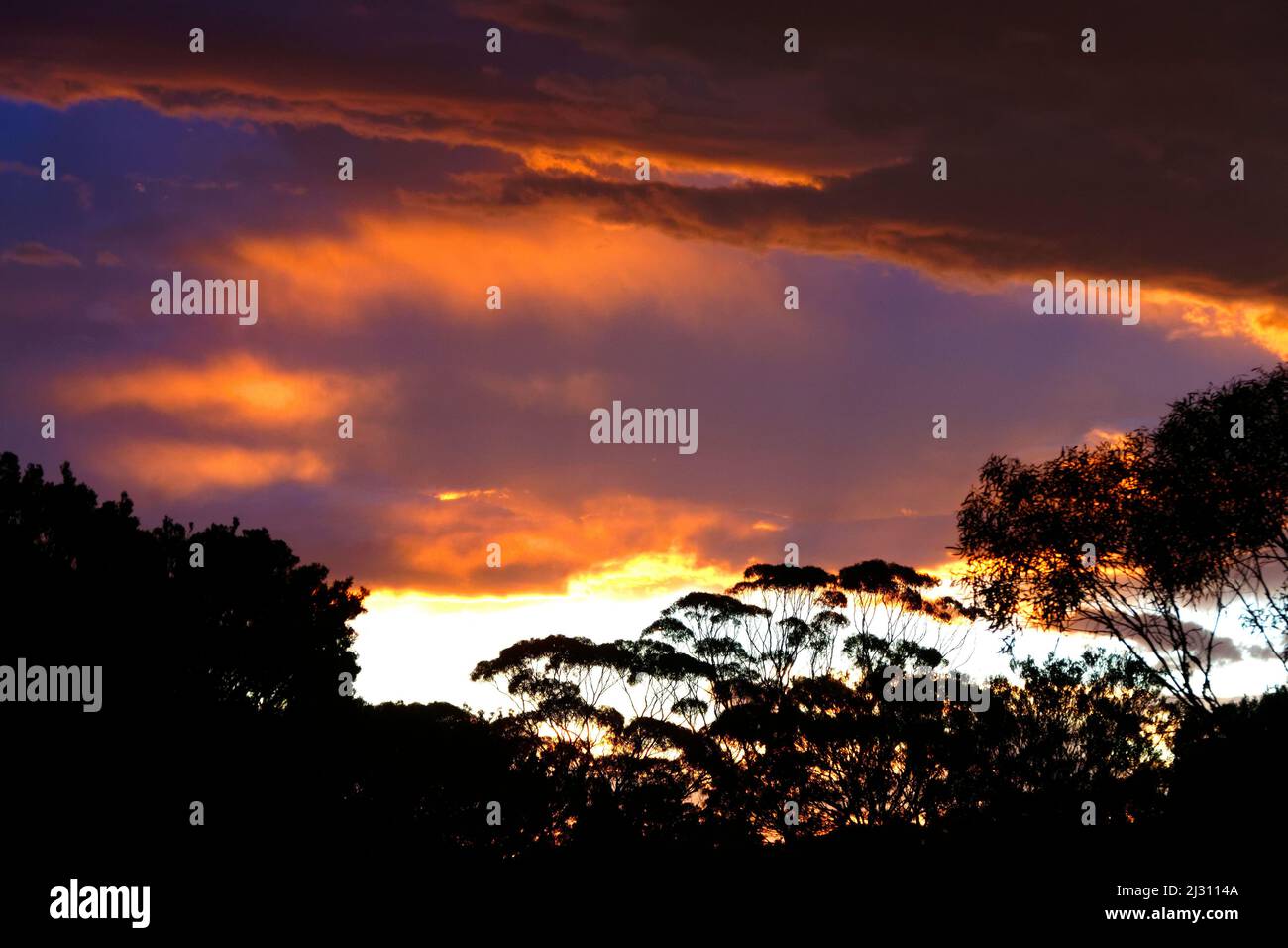 Stürmischer Sonnenuntergang am Himmel mit Eukalyptus-Gummibäumen, Westaustralien Stockfoto