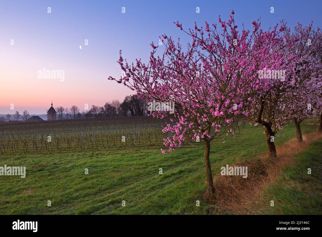 Mandelblüte in der Pfalz, Frühling in Rheinland-Pfalz, Deutschland Stockfoto