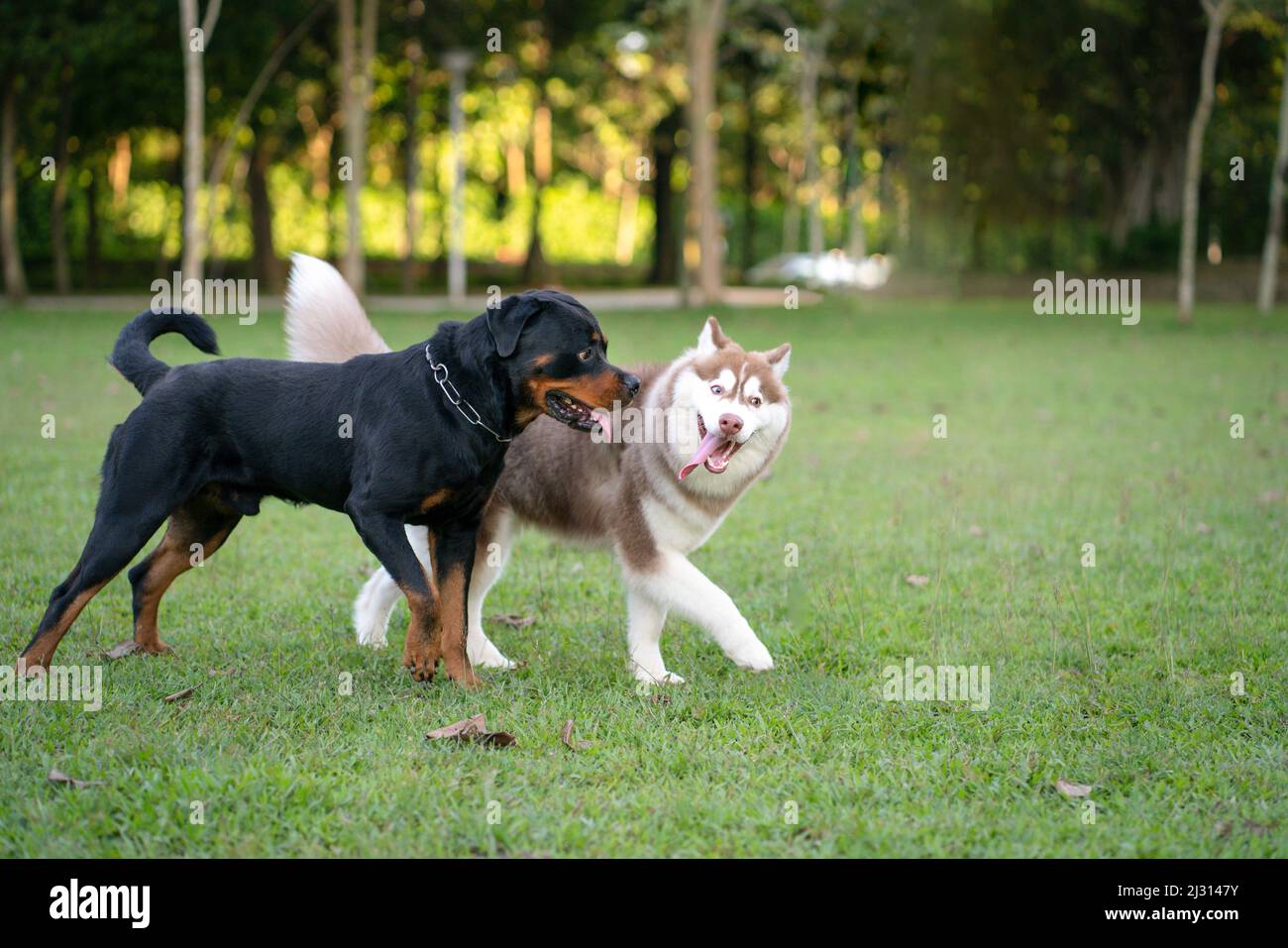 Zwei Hunde verschiedener Rasse - Rottweiler und Alaskan Malamute im Park. Hund sozialisieren Konzept. Stockfoto