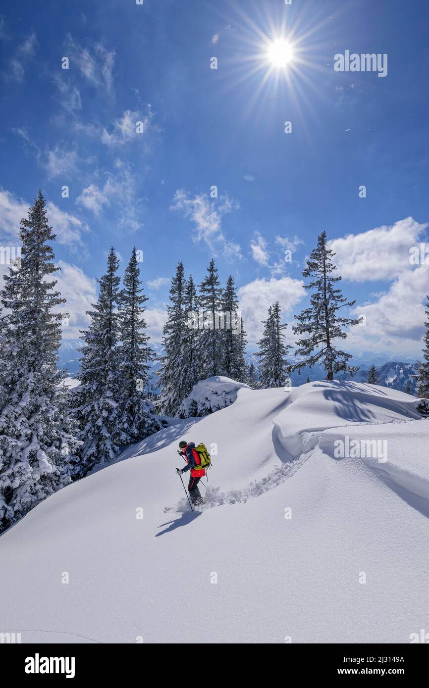 Mann auf Skitour steigt durch Pulverschneepiste, Tanzeck, Spitzing-Gebiet, Mangfallgebirge, Bayerische Alpen, Oberbayern, Bayern, Deutschland Stockfoto