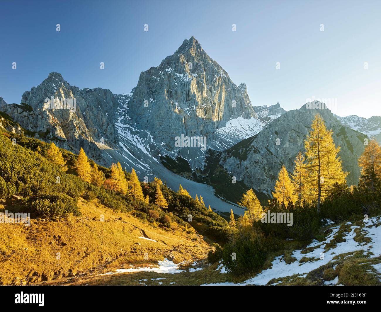 Gelbe Lärchen vor dem Torstein, Dachsteinmassiv, Salzburg, Österreich Stockfoto