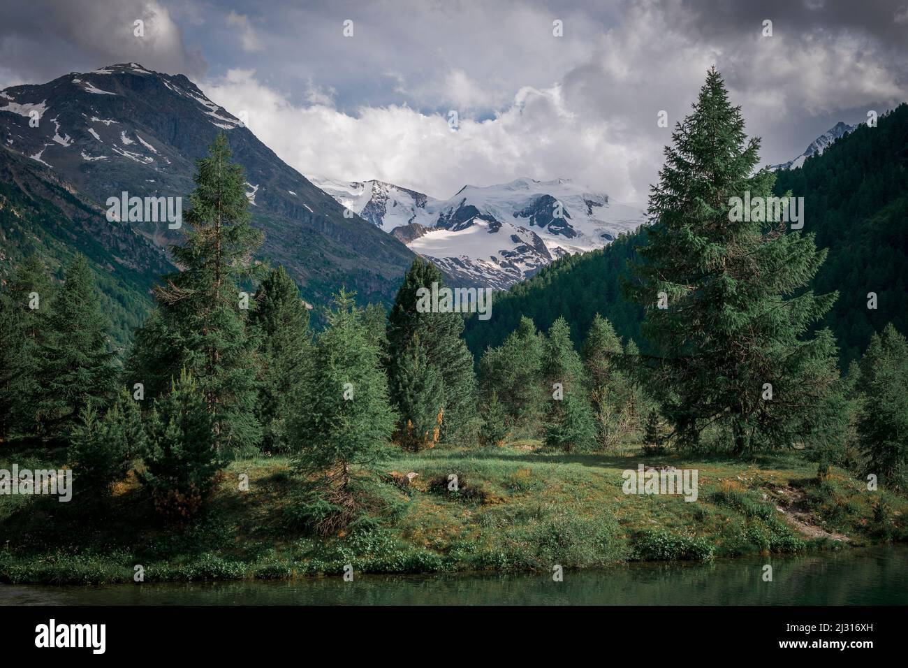 Nadelbäume am Wasser mit Schweizer Alpen im Engadin im Sommer Stockfoto