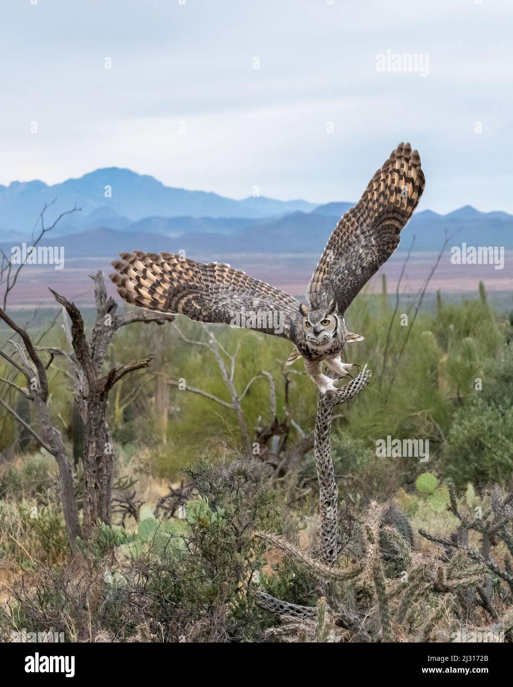 Great Horned Owl in Flug Stockfoto