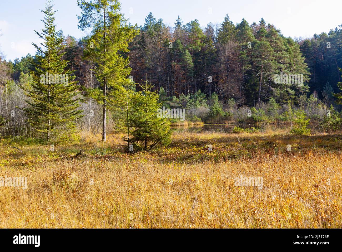 Naturschutzgebiet Eggstätt-Hemhofer Seenplatte; Eisfalllandschaft im Herbst Stockfoto
