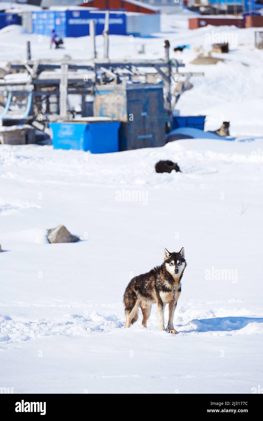 Schlittenhunde in der Stadt Ilulissat - Grönland. Schlittenhund - 7000 Schlittenhunde in der Stadt Ilulissat, in der Stadt mit einer Bevölkerung von 4500 Menschen, Grönland Stockfoto