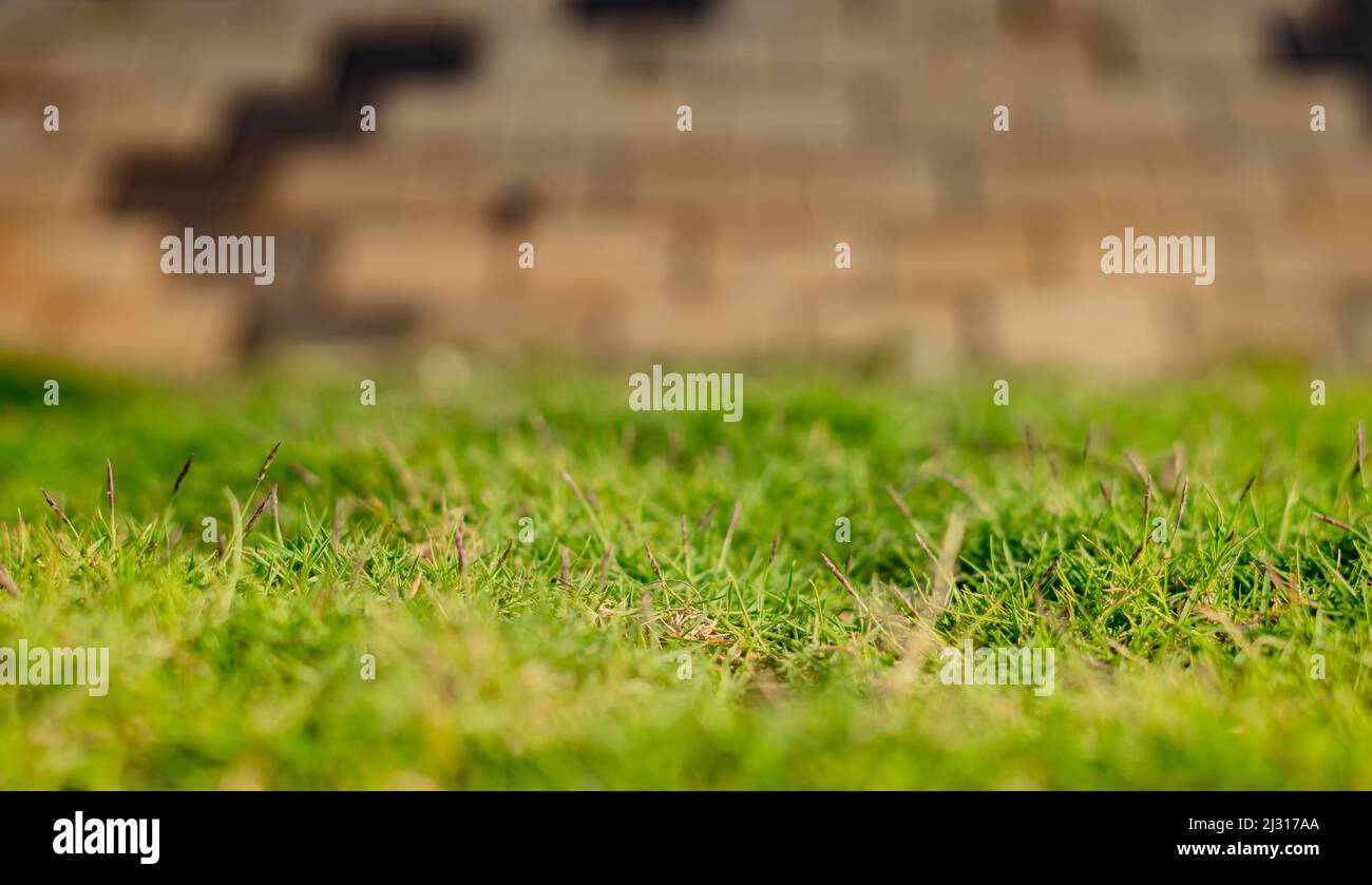 Abstrakte echte Schönheit Nahaufnahme Unschärfe Ansicht Foto Hintergrund. Hellgrün gelb saftiges Gras, verwischen Ziegelwand, frischer Sommersonntag im Freien. Einrichtung Stockfoto
