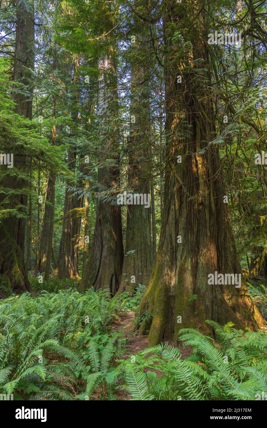 Vancouver Island; MacMillan Provincial Park, Old Growth Trail, Western Red Cedars Stockfoto