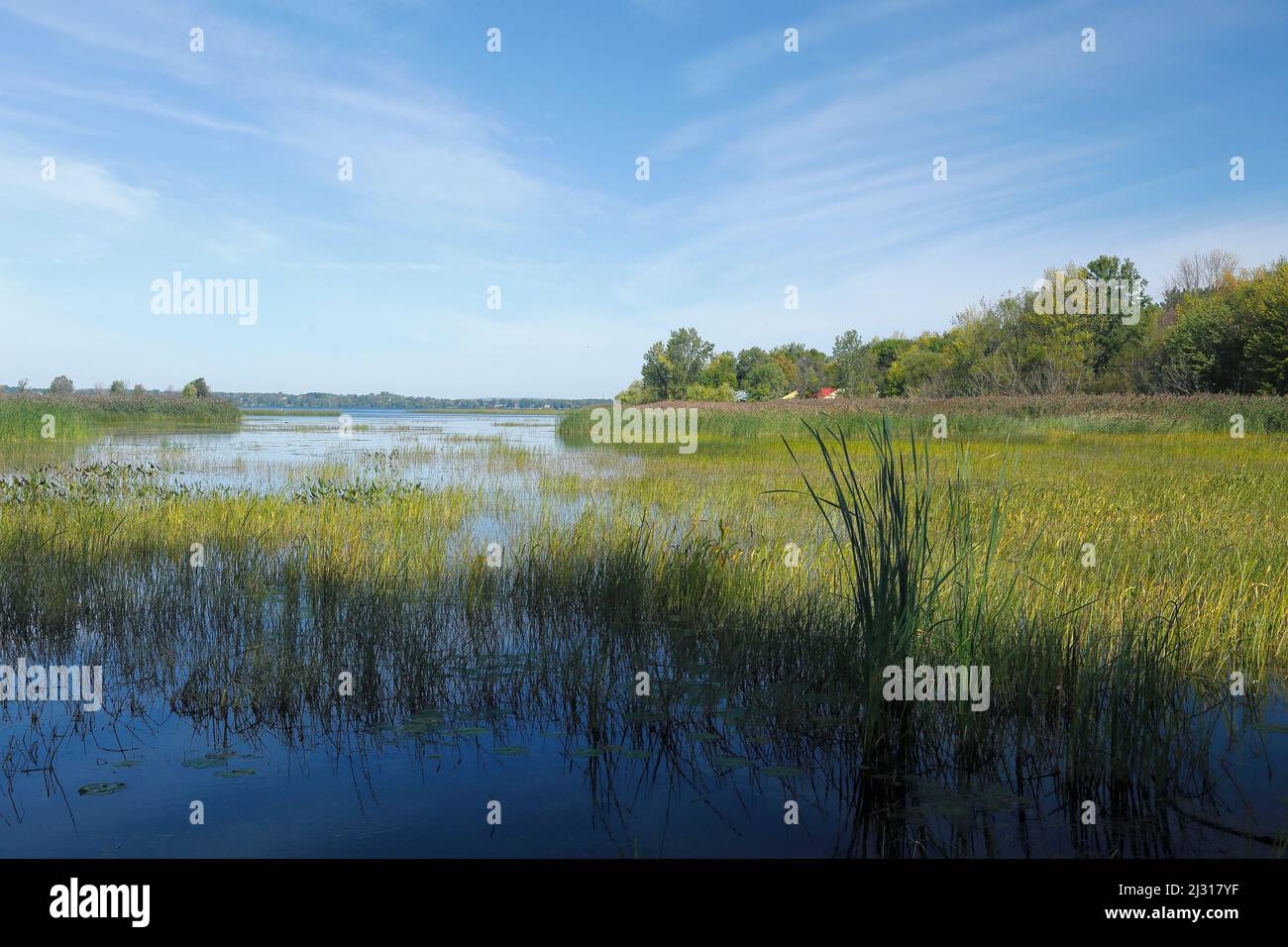 Flusslandschaft mit Naturschutzgebiet am Sankt Lorenz Strom, Quebec, Kanada Stockfoto