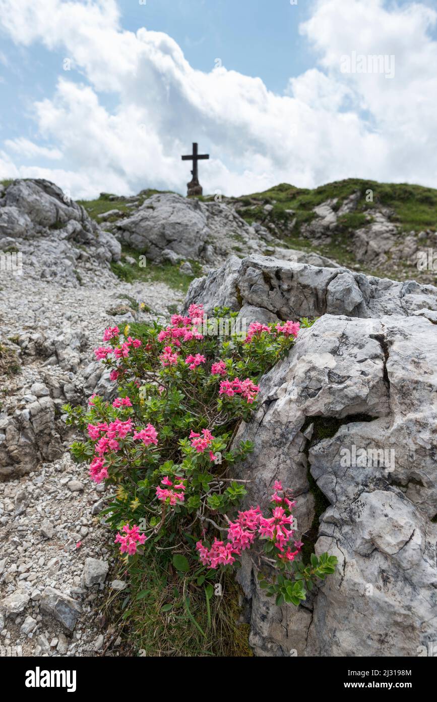 Alpenrosenblüte, Rhododendron, Koblat-Höhenweg am Nebelhorn, Allgäuer Alpen, Allgäu, Bayern, Deutschland, Europa Stockfoto