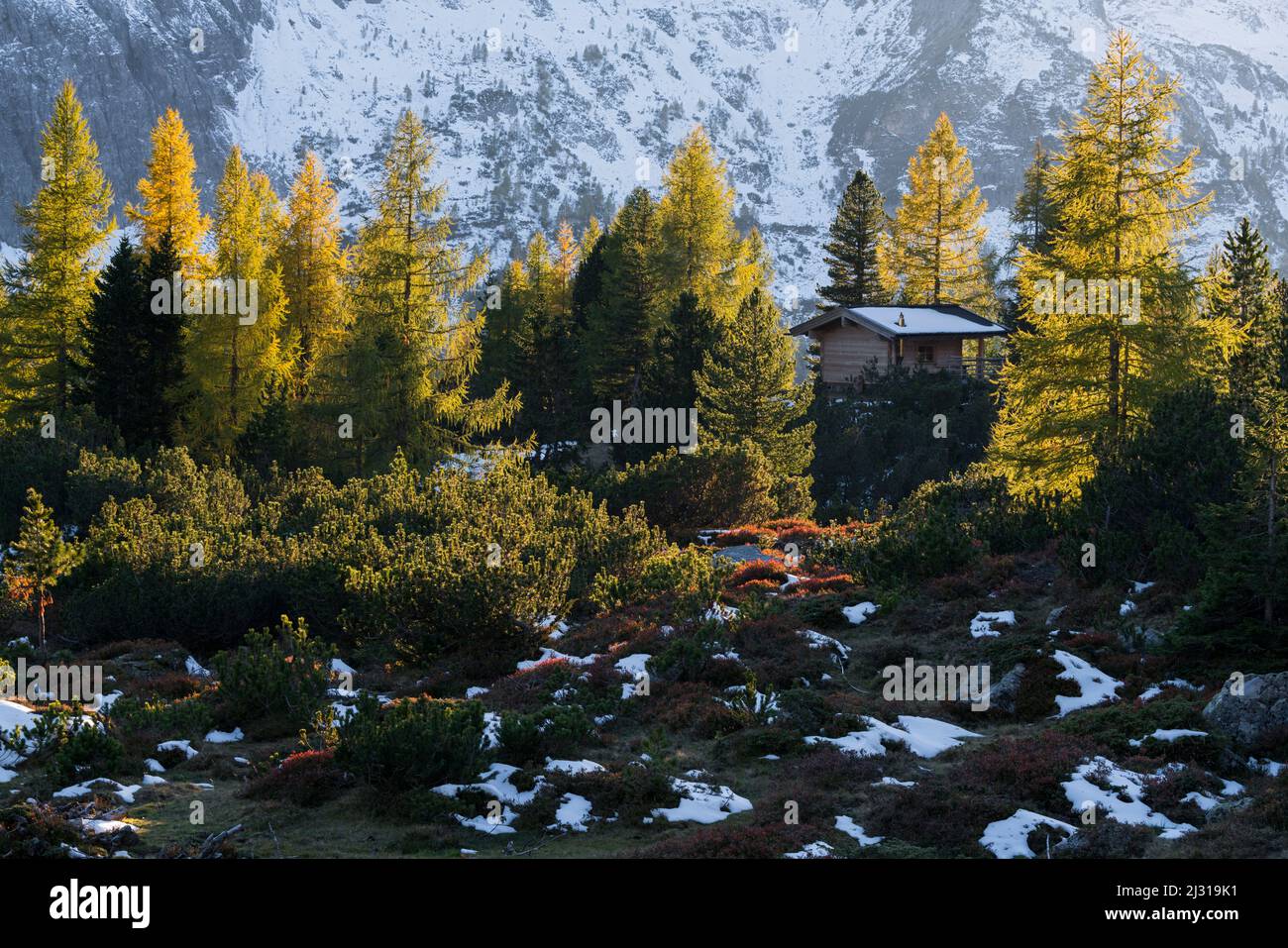 Kleine Hütte zwischen gelben Lärchen auf der Kehralm, Radstädter Tauern, Salzburg, Österreich Stockfoto