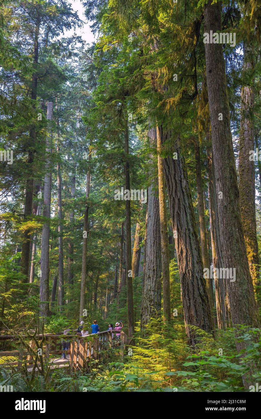 Vancouver Island; MacMillan Provincial Park, Cathredal Grove Trail Stockfoto