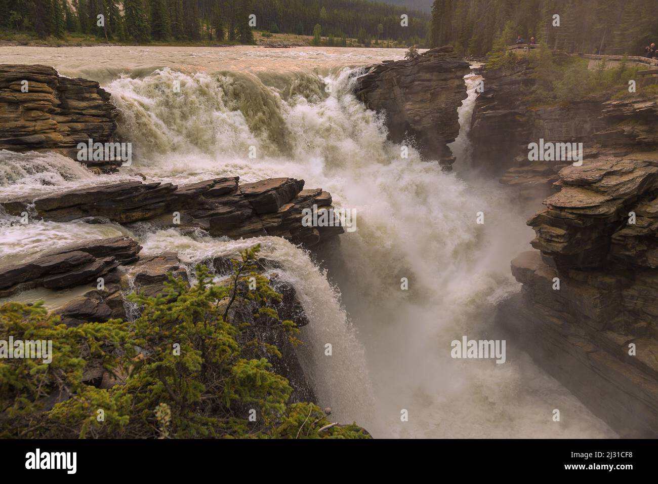 Jasper National Park, Athabasca Falls Stockfoto