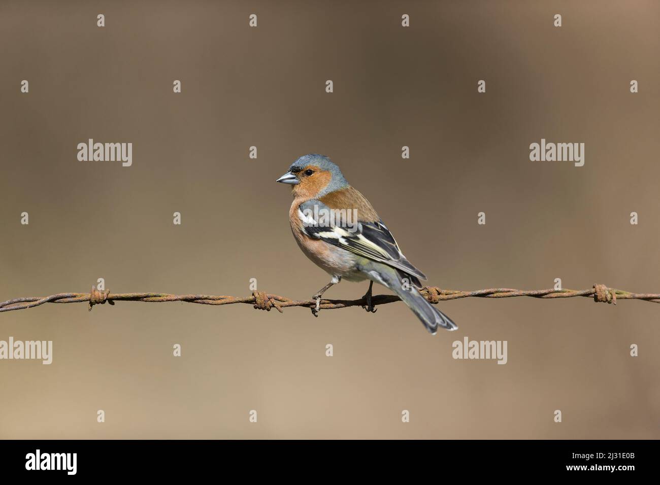 Gewöhnlicher Buchfink Fringilla coelebs, erwachsener Rüde, der auf Stacheldraht thront, Suffolk, England, April Stockfoto