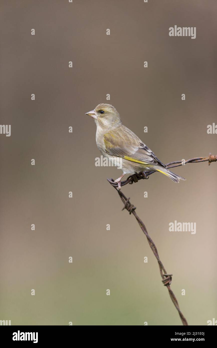 Europäischer Grünfink Carduelis chloris, erwachsenes Weibchen, das auf Stacheldraht thront, Suffolk, England, April Stockfoto