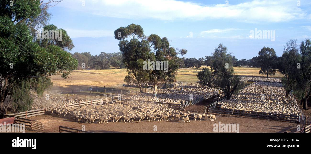 Tausende von Merino-Schafen, die in Kugelschreibern zum Verkauf im Outback von New South Wales, Australien, gehütet werden. Stockfoto