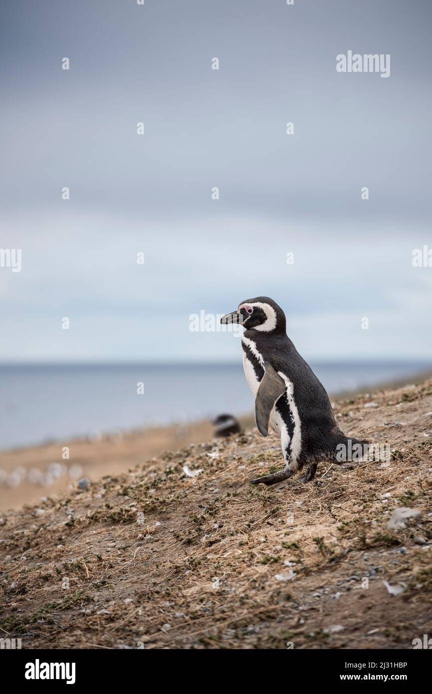 Magellanic Penguin, Isla Magdalena National Park, Punta Arenas, Patagonien, Chile, Südamerika Stockfoto