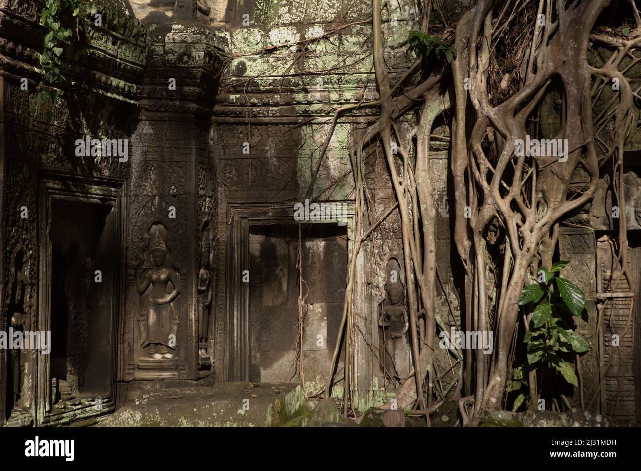Wurzeln eines riesigen Ficus-Baumes, der an einer Wand im Tempelgelände Ta Prohm in Siem Reap, Kambodscha wächst. Einst als Set für den Hollywood-Film Lara Croft aus dem Jahr 2001 verwendet: Tomb Raider mit Angelina Jolie in der Hauptrolle, bekannt für seine riesigen Wurzeln von wilden Bäumen, die tief zwischen den Steinen verwurzelt sind, war Ta Prohm ein Kloster für Mahayana-Buddhismus-Studenten, bevor es für Hunderte von Jahren verlassen und vergessen wurde. Stockfoto
