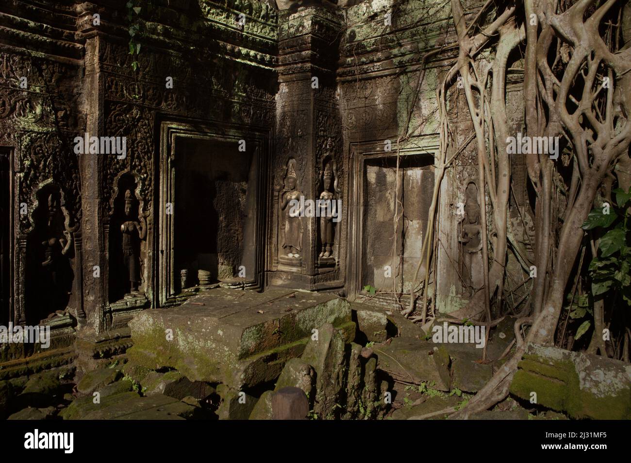 Wurzeln eines riesigen Ficus-Baumes, der an einer Wand im Tempelgelände Ta Prohm in Siem Reap, Kambodscha wächst. Einst als Set für den Hollywood-Film Lara Croft aus dem Jahr 2001 verwendet: Tomb Raider mit Angelina Jolie in der Hauptrolle, bekannt für seine riesigen Wurzeln von wilden Bäumen, die tief zwischen den Steinen verwurzelt sind, war Ta Prohm ein Kloster für Mahayana-Buddhismus-Studenten, bevor es für Hunderte von Jahren verlassen und vergessen wurde. Stockfoto