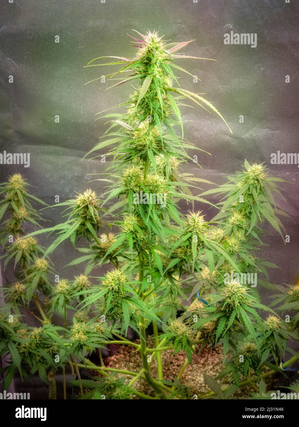 Ein Cannabisbusch mit leuchtend grünen Blättern in einer Zuchtschachtel Stockfoto