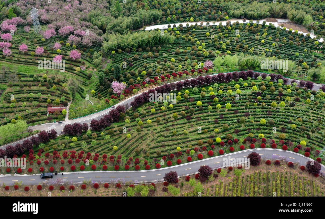 Ankang. 4. April 2022. Luftaufnahme vom 4. April 2022 zeigt einen Teegarten im Bezirk Pingli, nordwestlich der chinesischen Provinz Shaanxi. Aufgrund seiner langen Geschichte und der reichen Teekultur hat die lokale Regierung im Pingli County in den letzten Jahren ihre Bemühungen zur Förderung der Teeindustrie ausgeweitet. Rund 100.000 Einheimische haben sich in dem florierenden Geschäft engagiert. Quelle: Tao Ming/Xinhua/Alamy Live News Stockfoto