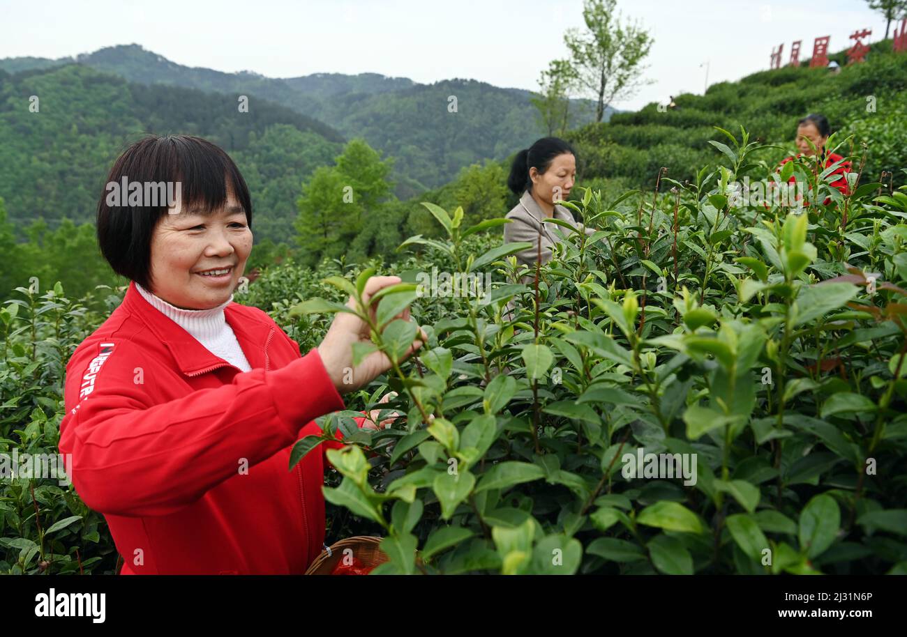 Ankang, Chinas Provinz Shaanxi. 4. April 2022. Bauern pflücken Teeblätter in einem Teegarten im Bezirk Pingli, nordwestlich der chinesischen Provinz Shaanxi, 4. April 2022. Aufgrund seiner langen Geschichte und der reichen Teekultur hat die lokale Regierung im Pingli County in den letzten Jahren ihre Bemühungen zur Förderung der Teeindustrie ausgeweitet. Rund 100.000 Einheimische haben sich in dem florierenden Geschäft engagiert. Quelle: Tao Ming/Xinhua/Alamy Live News Stockfoto