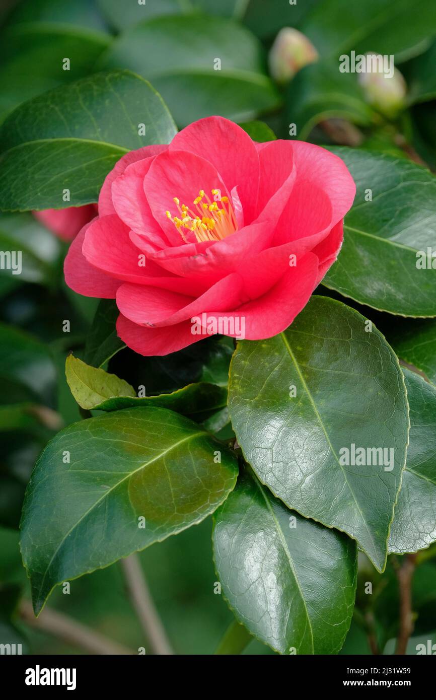 Camellia japonica ‘Feodora’, Gemeine Kamelie „Fedora“. Einzelne, halbdoppelte, rote Blume mit Laubhintergrund Stockfoto