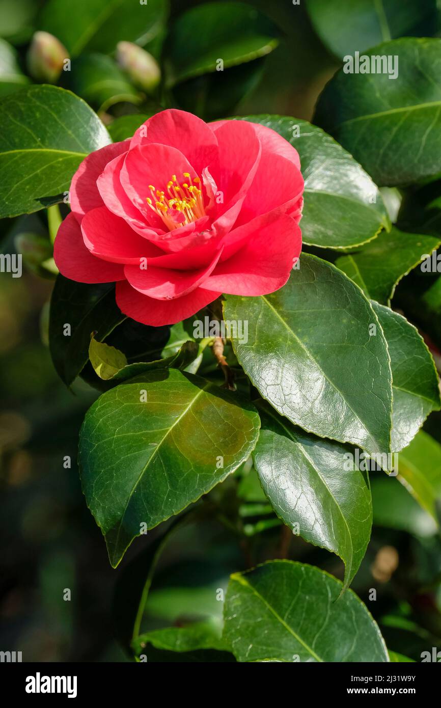 Camellia japonica ‘Feodora’, Gemeine Kamelie „Fedora“. Einzelne, halbdoppelte, rote Blume mit Laubhintergrund Stockfoto