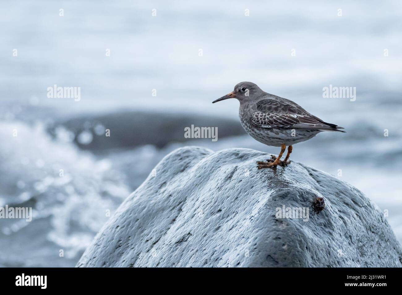 Dunlin in Ruhepuls, Calidris alpina, Island, Europa Stockfoto
