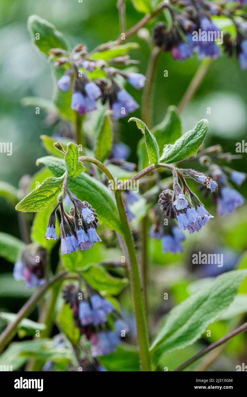 Symphytum grandiflorum 'Hidcote Blue'. Beinwell „Hidcote Blue“, Symphytum caucasicum. Blaue Blumen. Stockfoto