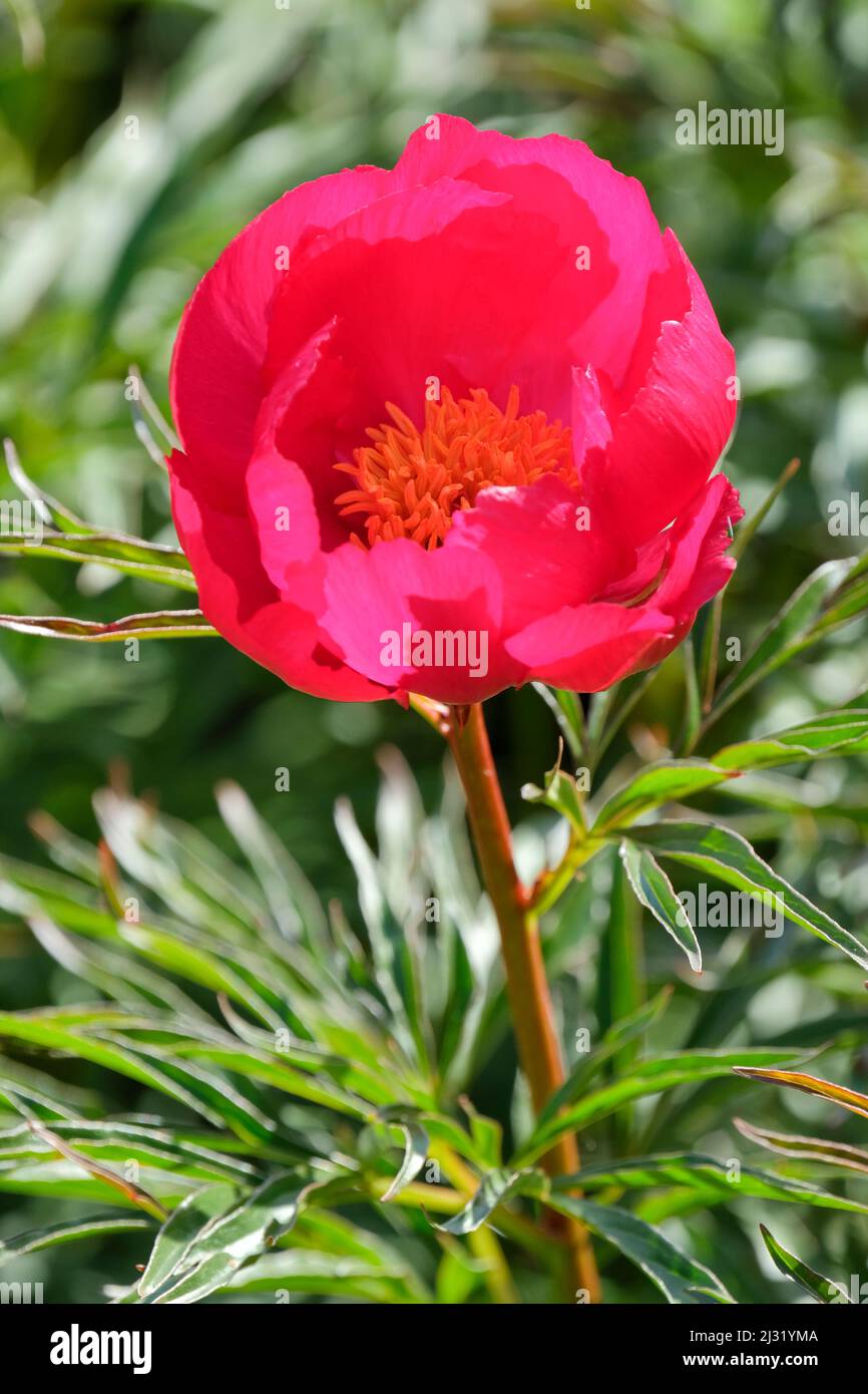 Hybrid Fern Leaf Peony, Paeonia „Smuthii“, Peony „Smuthii“. Early Single Red Peony Hybrid, helle scharlachrote Blüten, Stockfoto