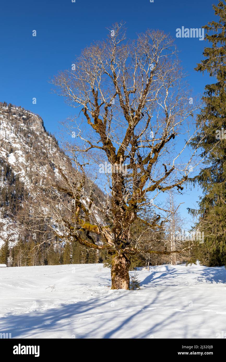 Alter moosiger Baum am Lödensee bei Ruhpolding, Bayern, Deutschland im Winter Stockfoto