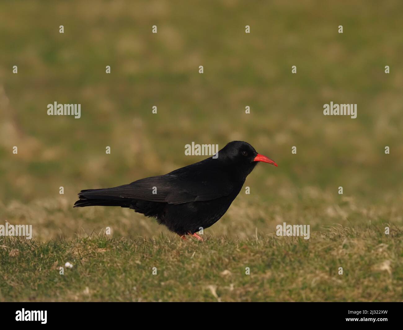 Die großen Herden, die Mitte März zu sehen waren, waren bis zum Monatsende verschwunden, als sich die Vögel paarten und begannen, sich auf die Brutzeit vorzubereiten. Stockfoto